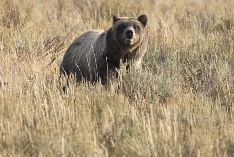 Backpacker Attacked by Bear in Yellowstone Transported to Hospital